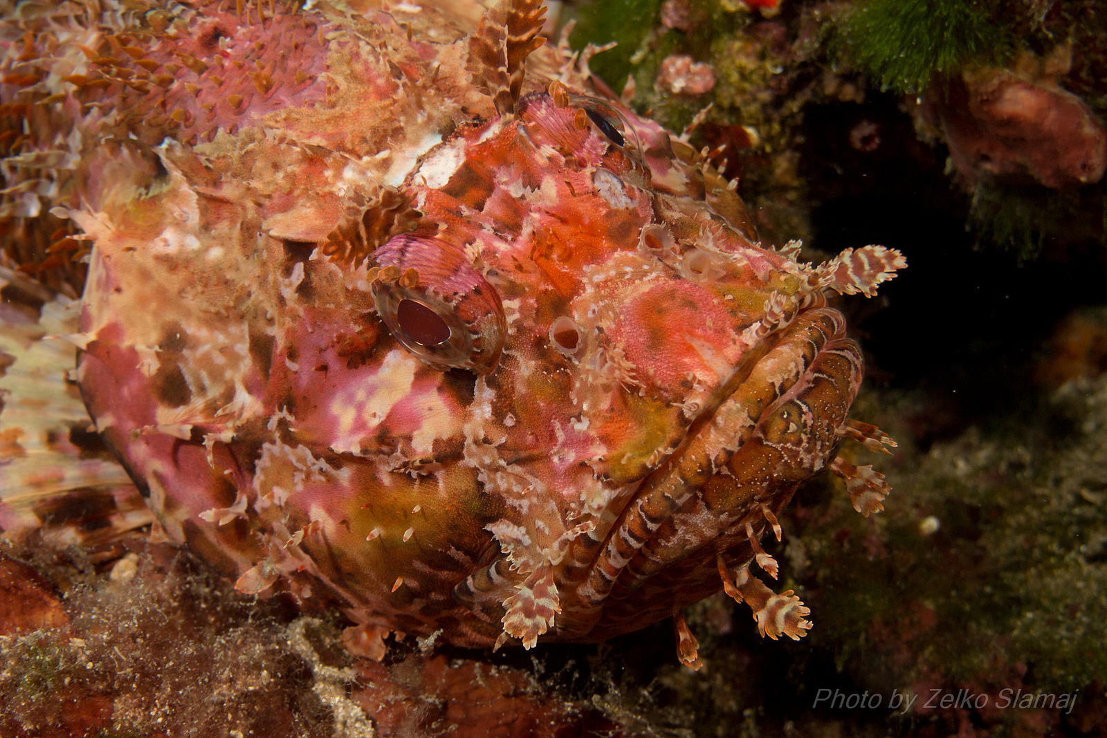 real monstrosities black scorpionfish