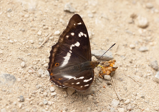 Purple Emperor - Fermyn Woods, Northamptonshire