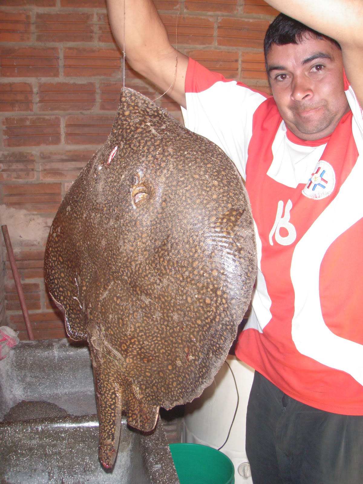 vampire stingray