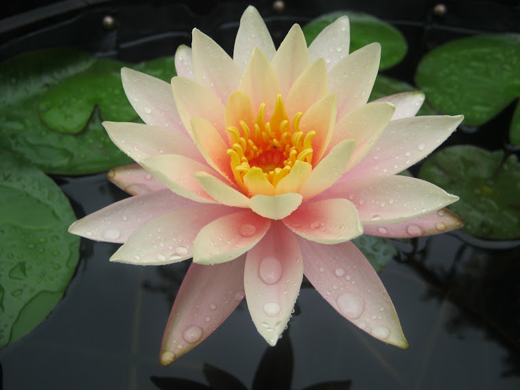 "Cynthia Ann" water lily