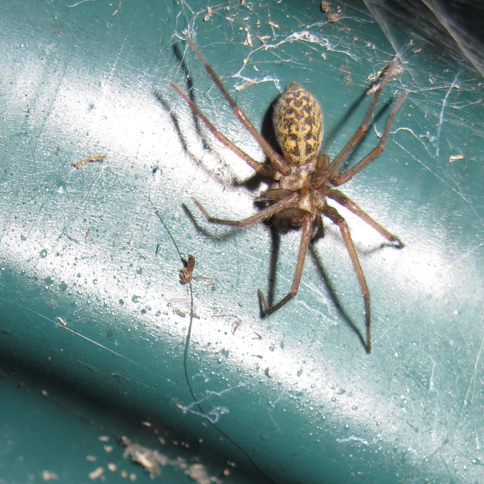 BugBlog House spider with egg sac