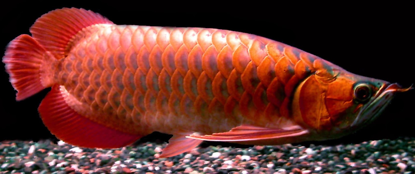 Menjaga Warna Merah pada Ikan Arwana Super Red - BERBAGI PENGETAHUAN