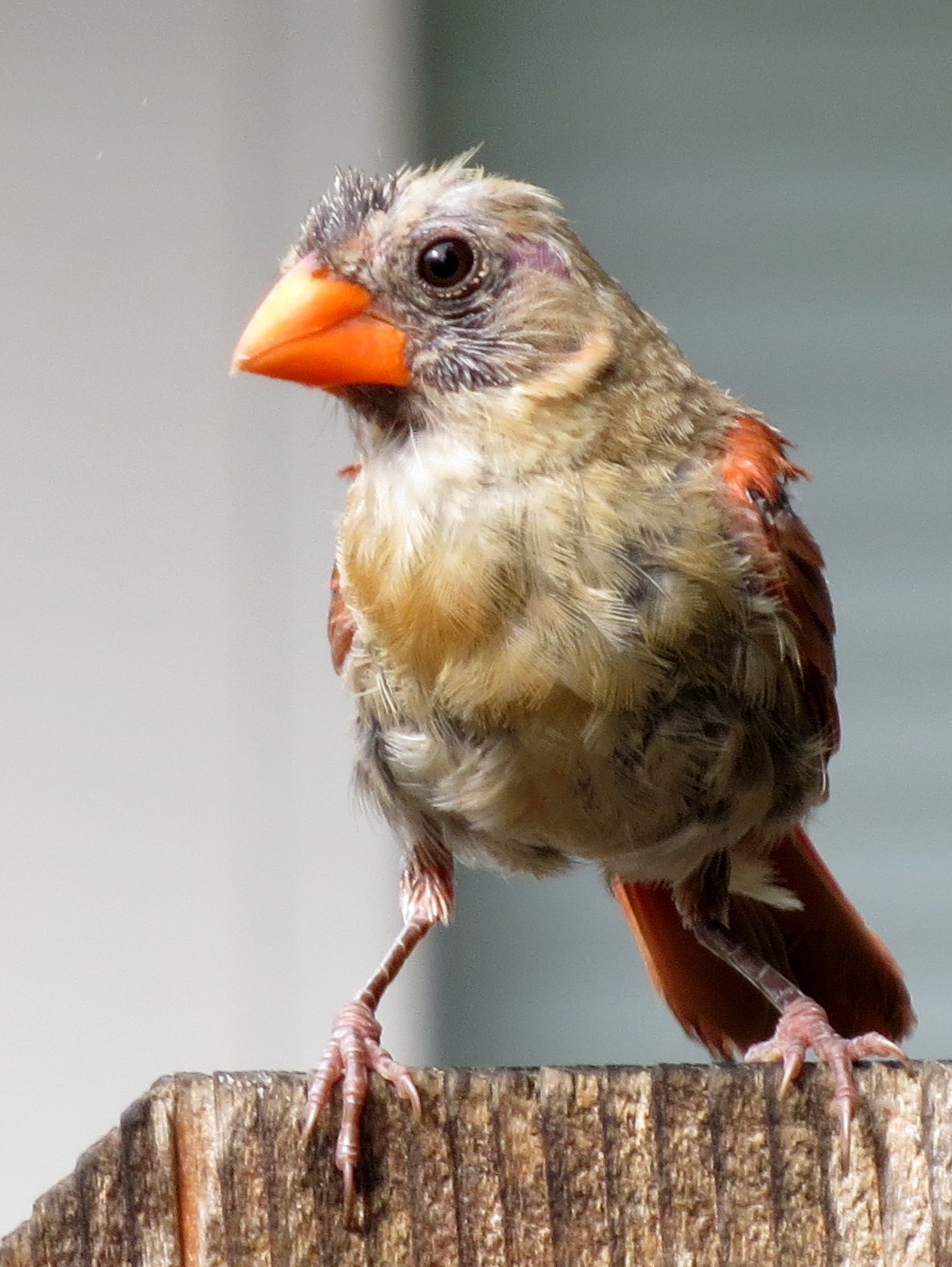 SE Texas Birding & Wildlife Watching: Se…