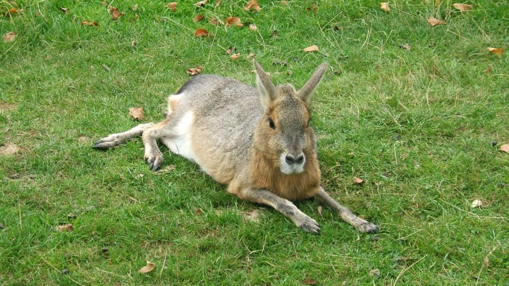 Animals and kids Maras a cross between a rabbit and a small deer
