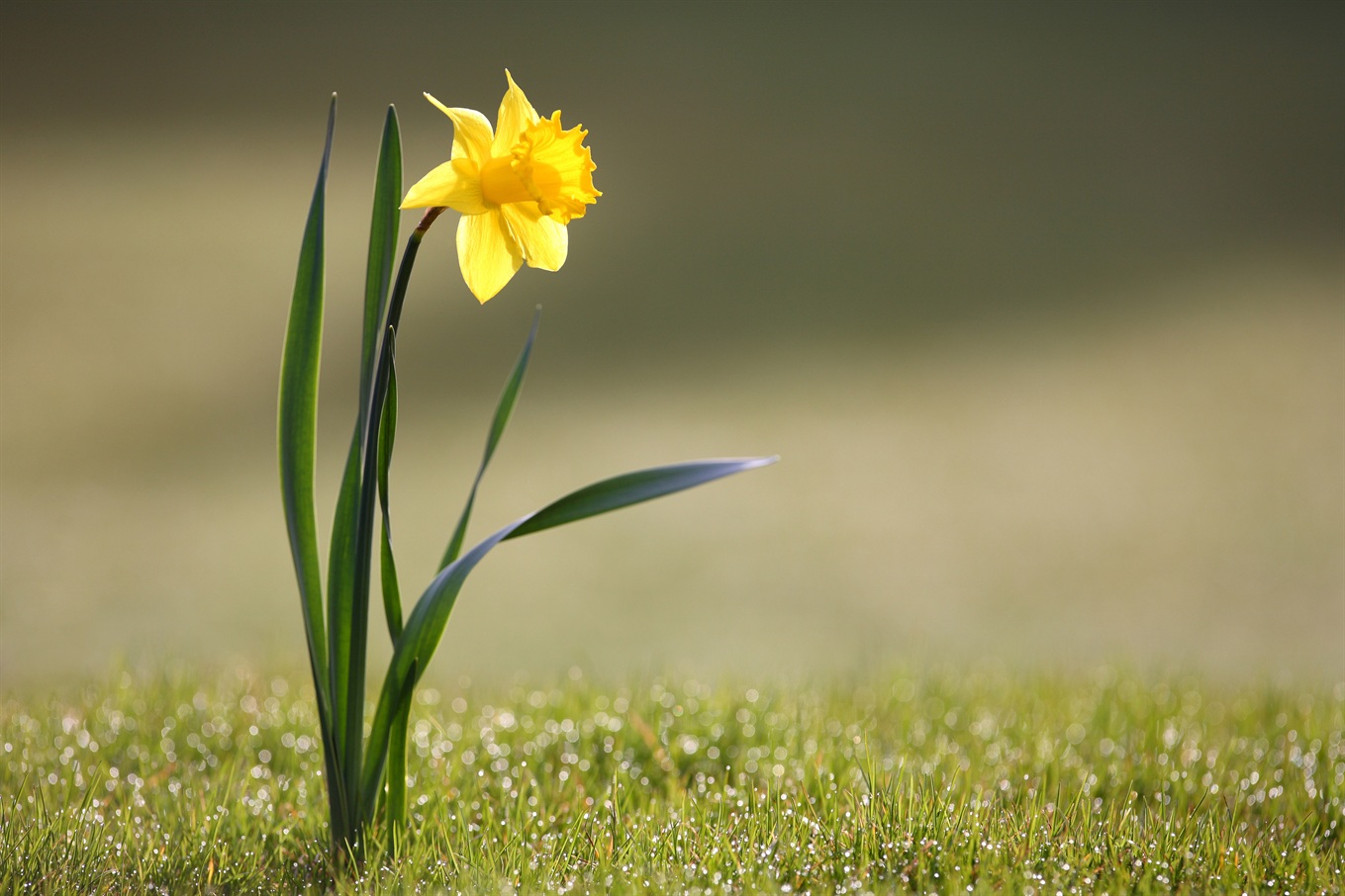 Imágenes de flores y plantas: Narciso