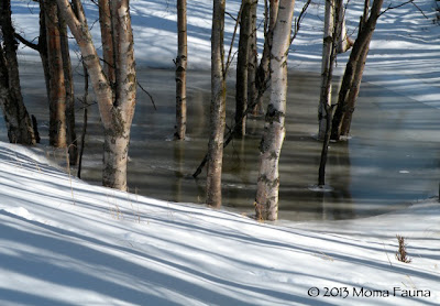 Late Winter lines & shadows, trees & Ice.