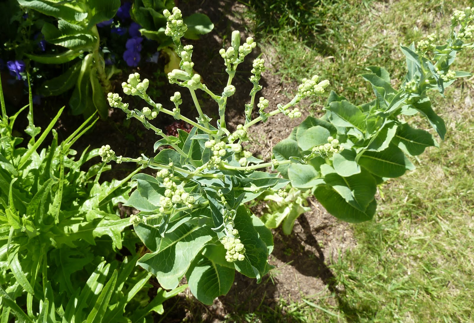 Observations Bolting Lettuce