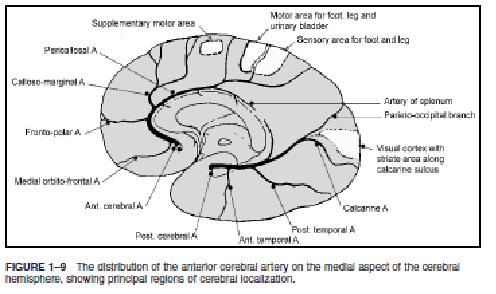 cerebral arterial circulation