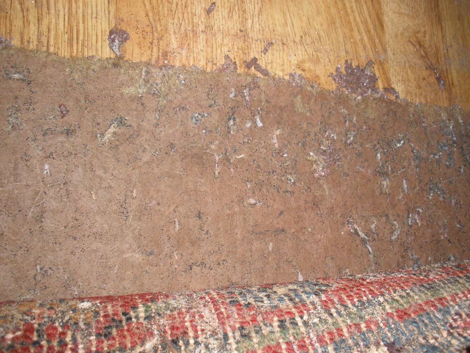 Kosker Traditional Rug Repair What to do if you spot moths in your
