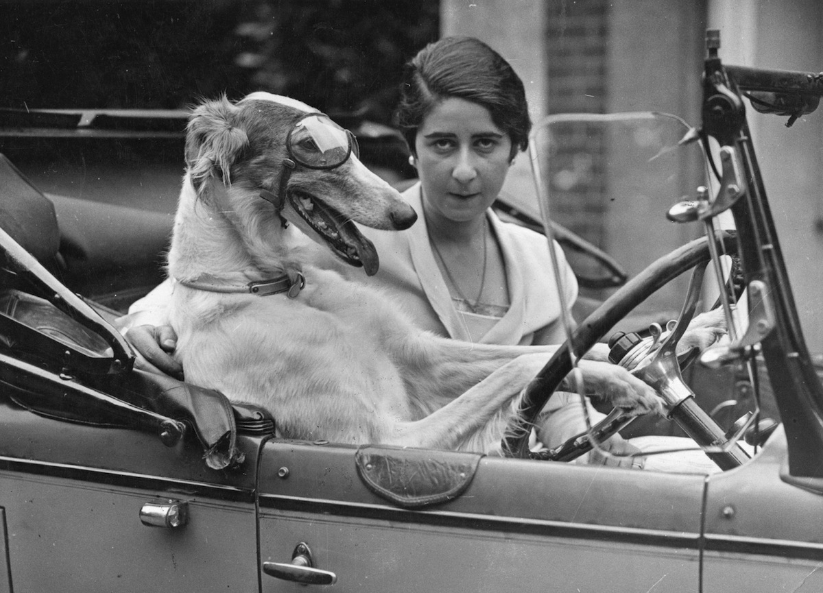 40 Amazing Historical Pictures - Some of the best vintage pictures from history feature animals acting as intelligent as humans. 40 Amazing Historical Pictures - Some of the best vintage pictures from history feature animals acting as intelligent as humans.