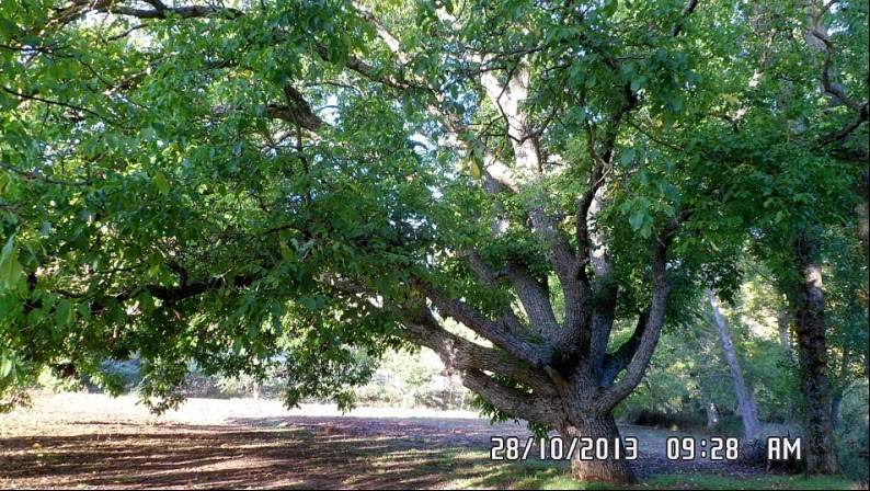 Espiritu De Arbol Nogal Juglans Regia