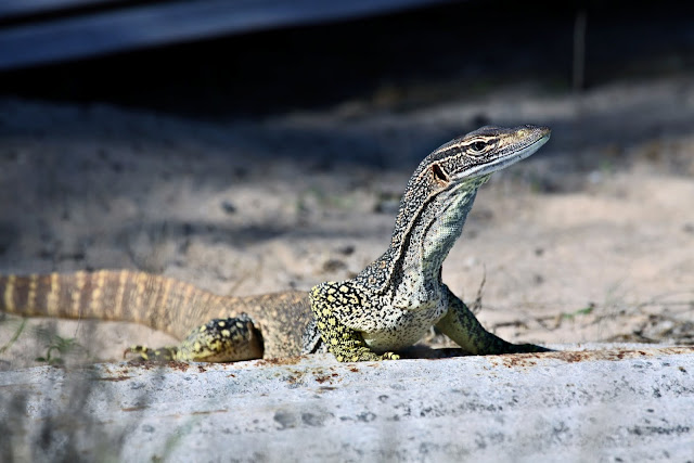 sand monitor australia