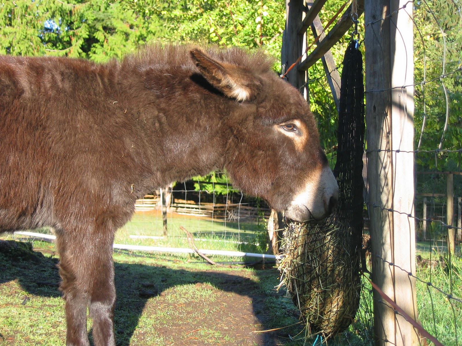 A Donkey Diary Slow Feeder hay nets
