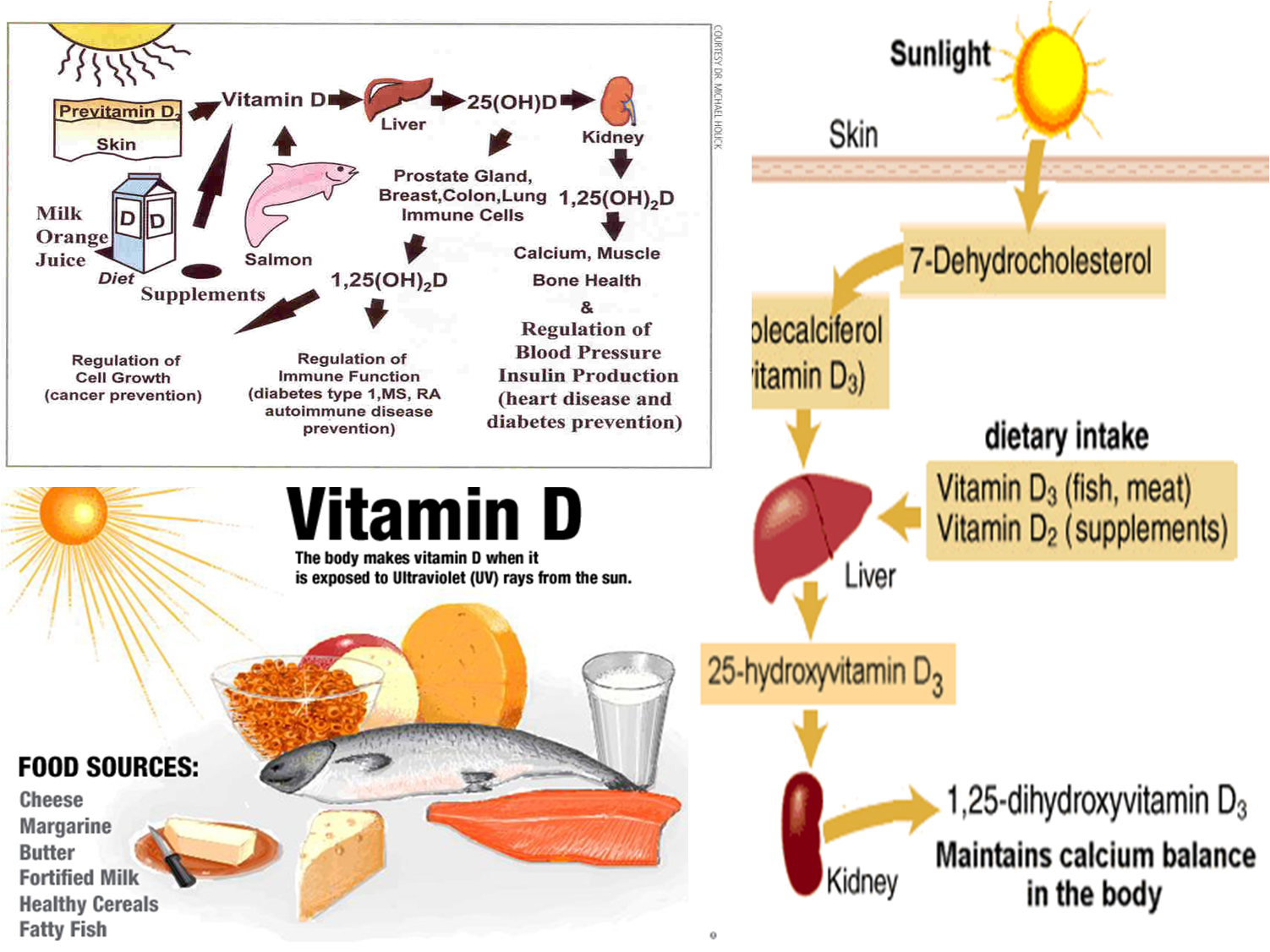 How Can Dogs Get Vitamin D How Can Dogs Get Vitamin D
