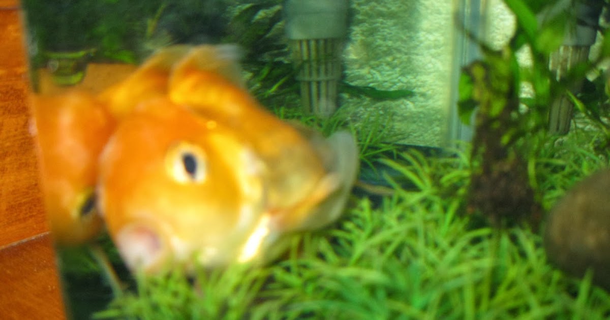 fish share: GAMBAR IKAN HIAS KOI PILIHAN 7