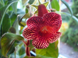 kohleria