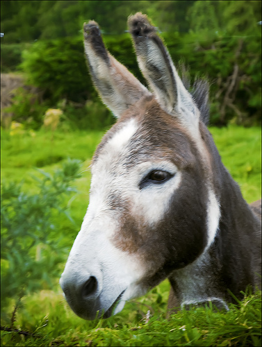 Irish Donkey