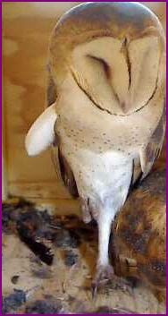 Adventures With Mel Syd Why Do Owls Stand On One Leg