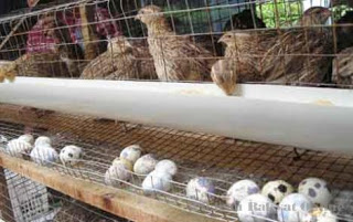 Sukses Dangan Usaha Telur Puyuh Analisa Usaha Perhitanalisa