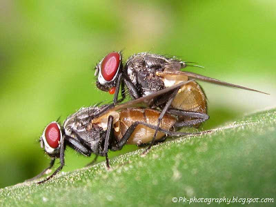 House Fly Mating