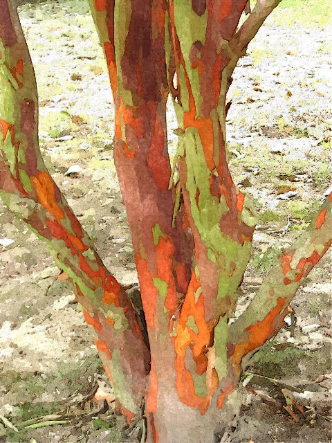crabapple landscapexperts csi crime scene investigation crabapple landscapexperts csi crime scene investigation