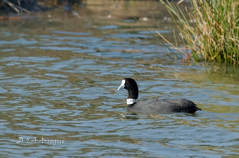 Focha moruna, Folicula cristata, Crested Croot Focha moruna, Folicula cristata, Crested Croot
