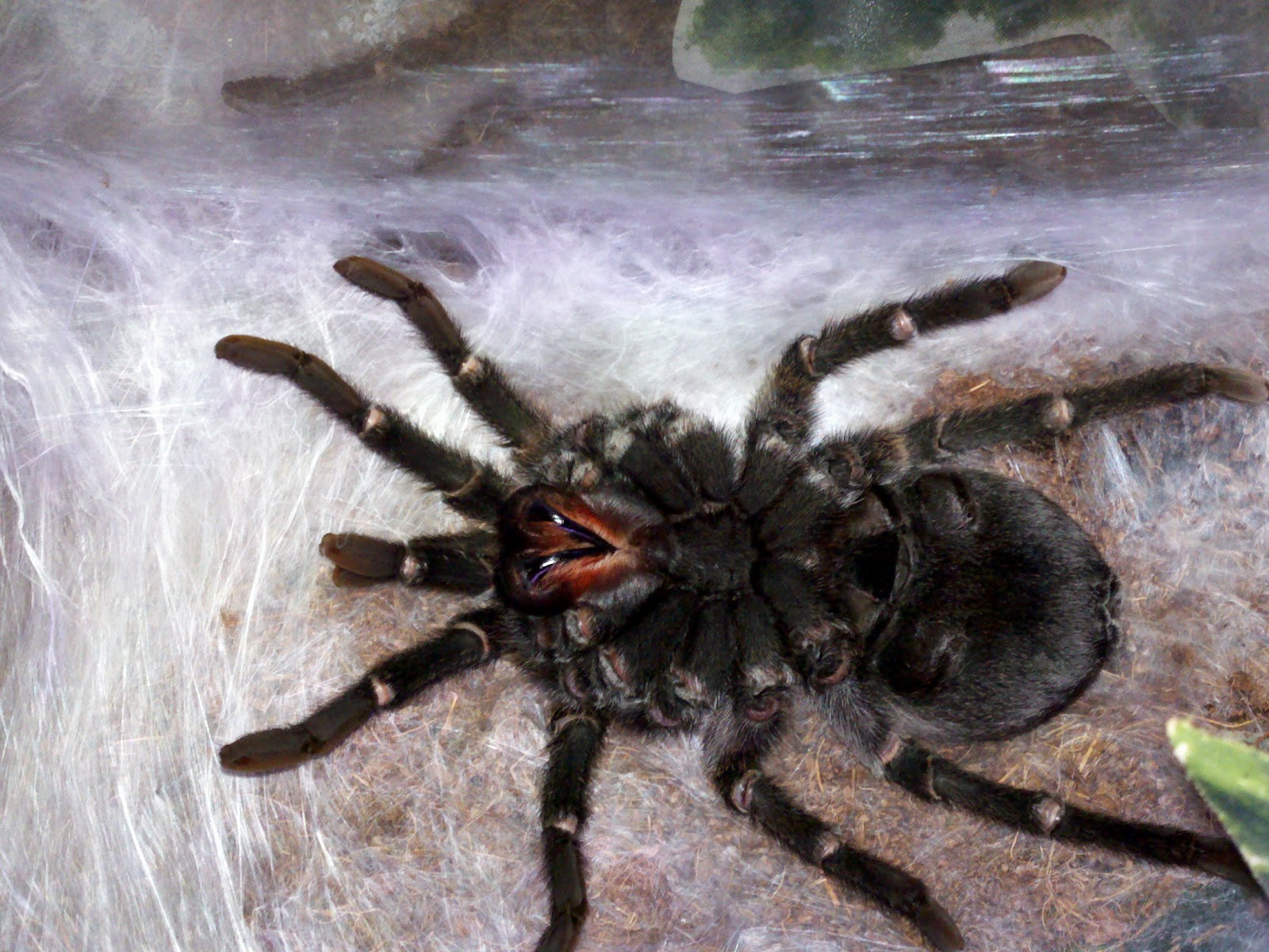 Death curl? : r/Tarantula