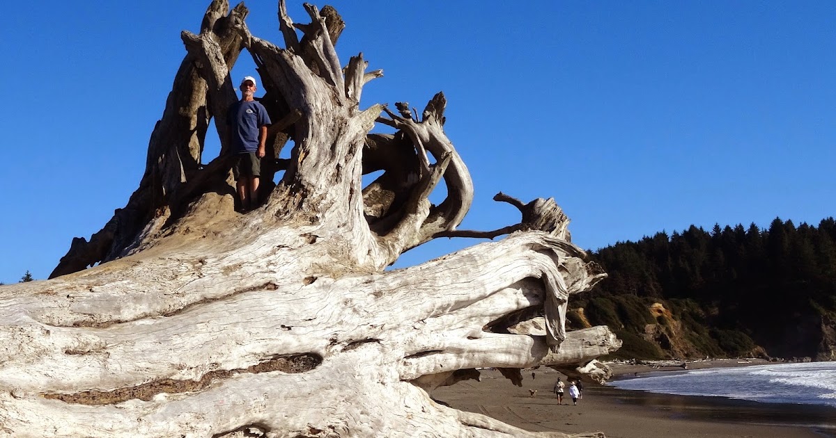Jim and Bev Forest, ocean, and vampires Forks, Washington