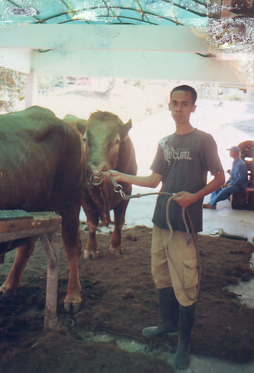 A n a k K a n d a n g: Proses Produksi Semen Beku BBIB ...