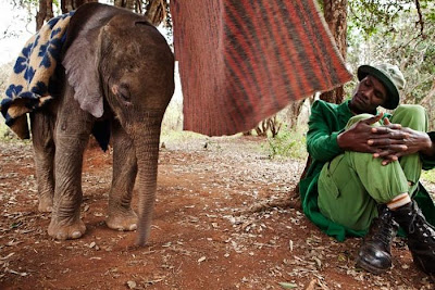 Kenya's Baby Elephant Orphanage Seen On www.coolpicturegallery.us