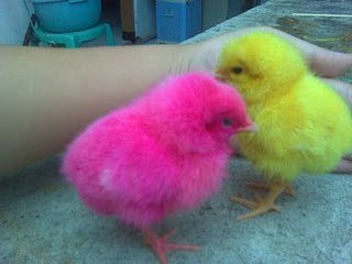 Ayam Comel