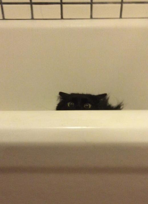 Кот любит охотиться на меня, когда я иду в ванную