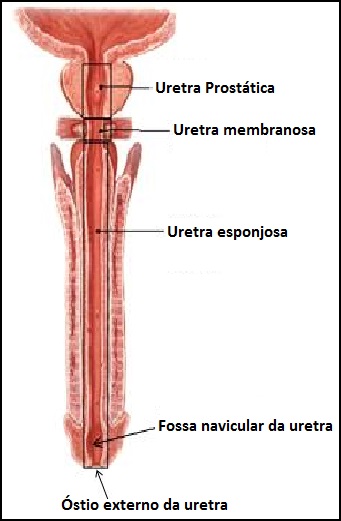 Imagens do sistema esqueletico e muscular