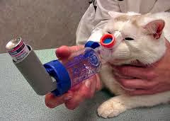 Steroids for asthma in cats