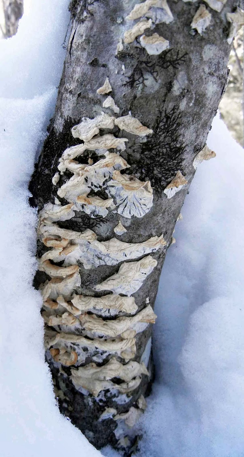 Plicatura nivea looks unimpressive in the winter