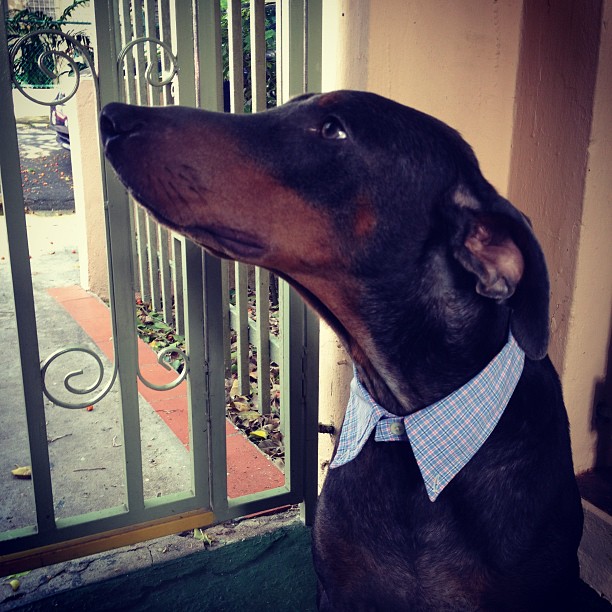 How to make a Dog Shirt Collar
