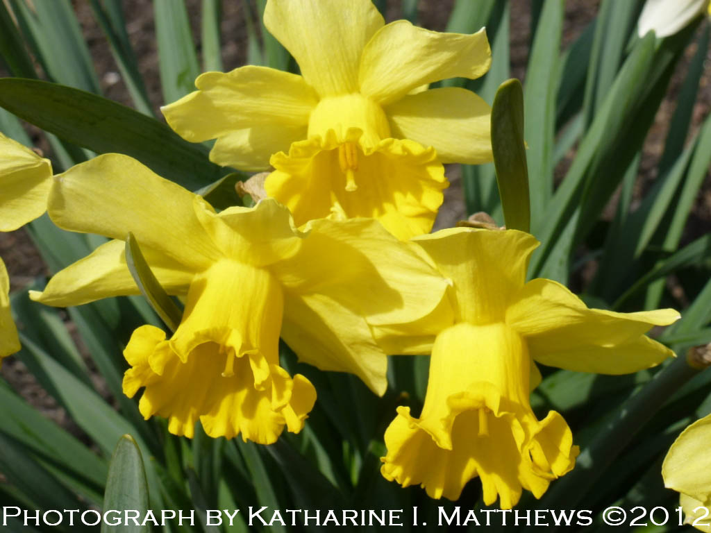 Kim's Garden Early Spring Flowers at Kim’s Garden March 2012