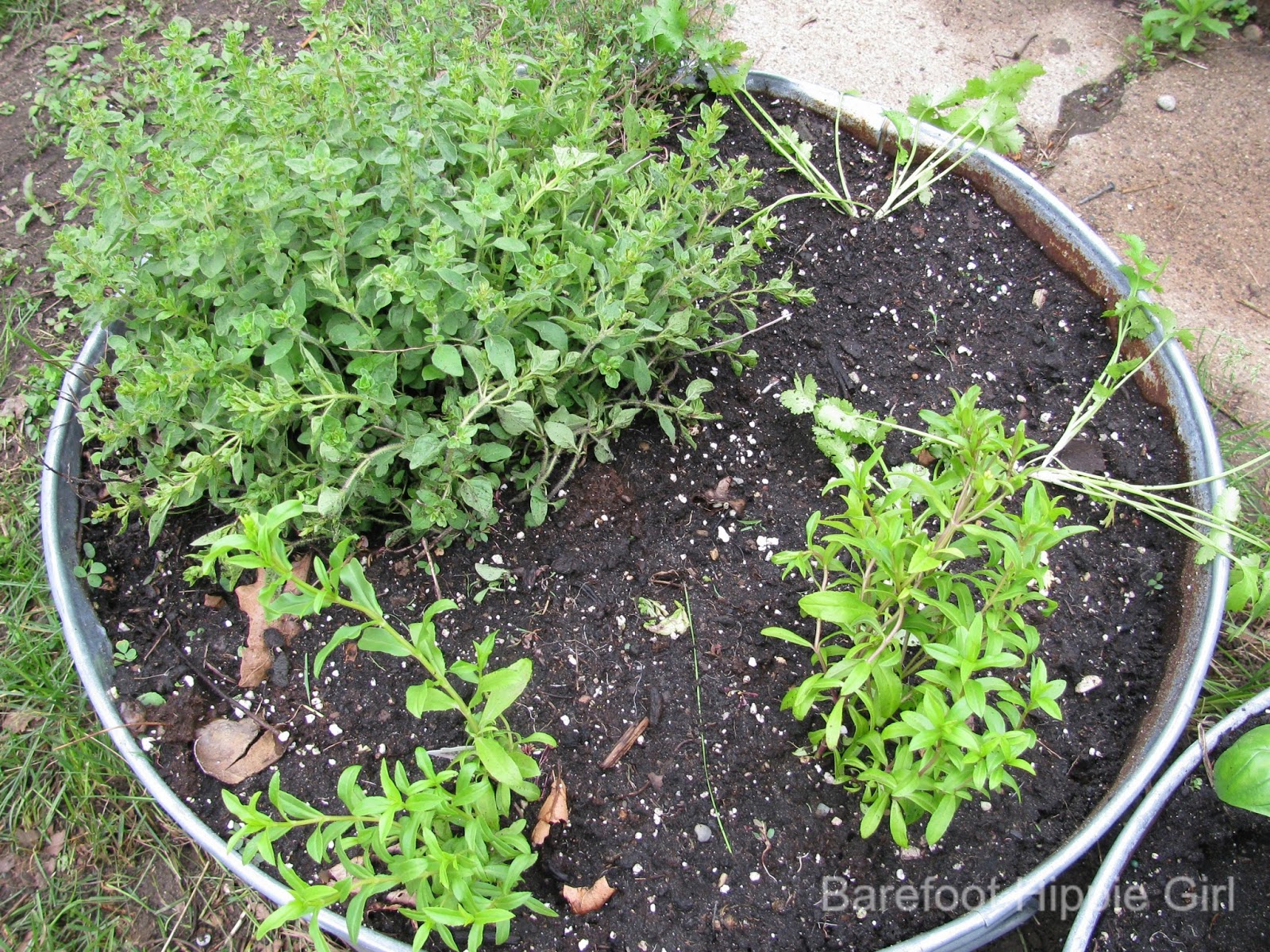 Barefoot Hippie Girl Garden Fresh Herbs