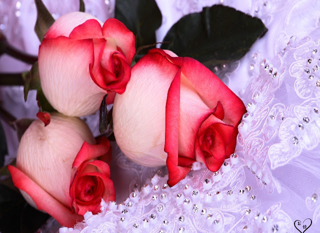 Beautiful Roses