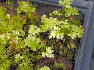 Yellow Potentilla Stock Photos Yellow Potentilla Stock Images
