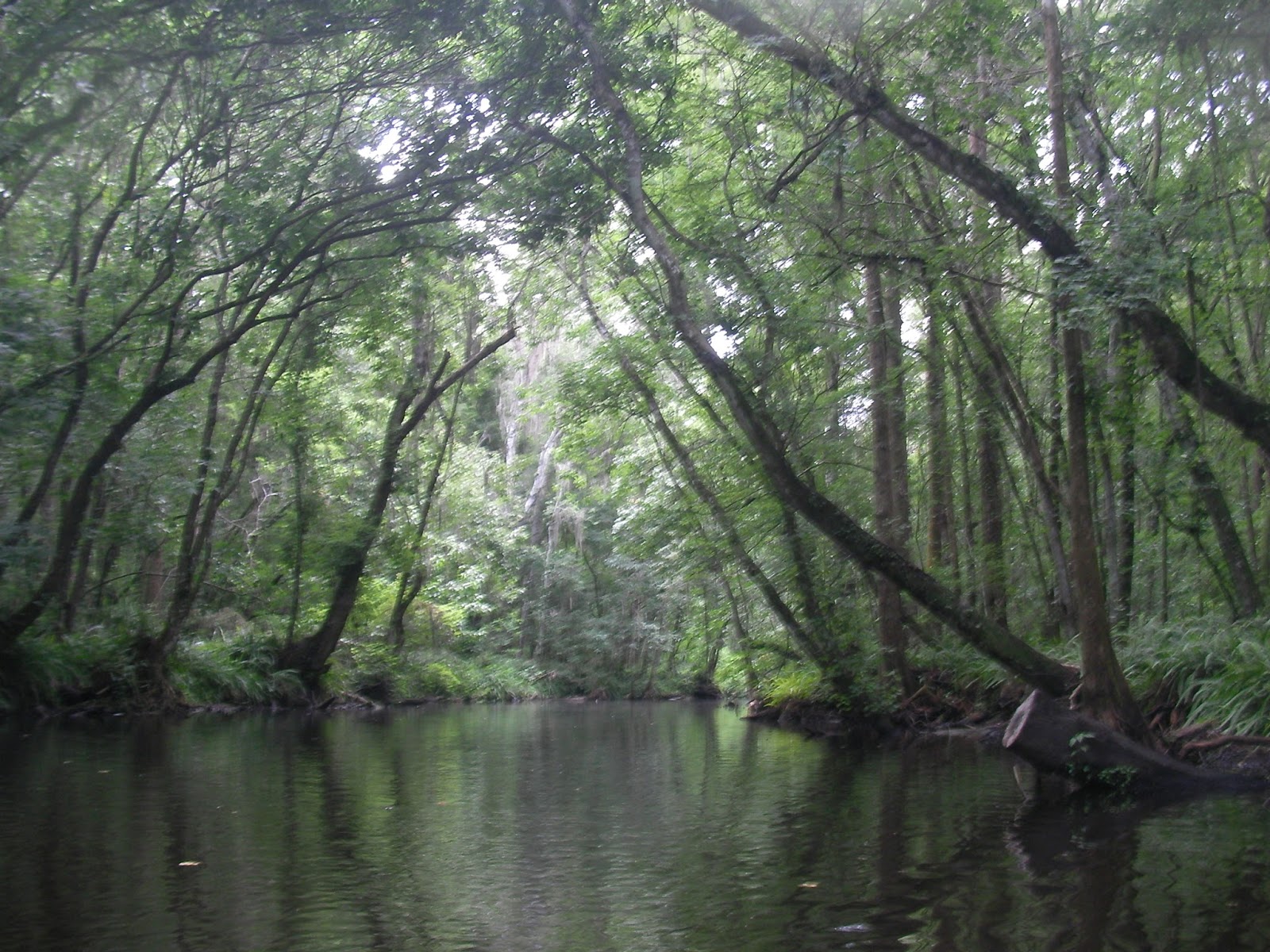 The "Unknown" Florida Kayaking at Mount Dora Canal Tavares, FL