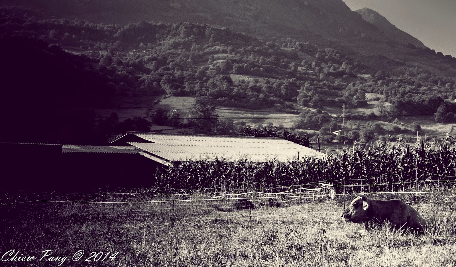 Cow mooing in Proaza, Asturias Cow mooing in Proaza, Asturias