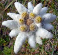 My Princess Edelweiss Edelweis Sii Bunga Cinta Yang Abadi
