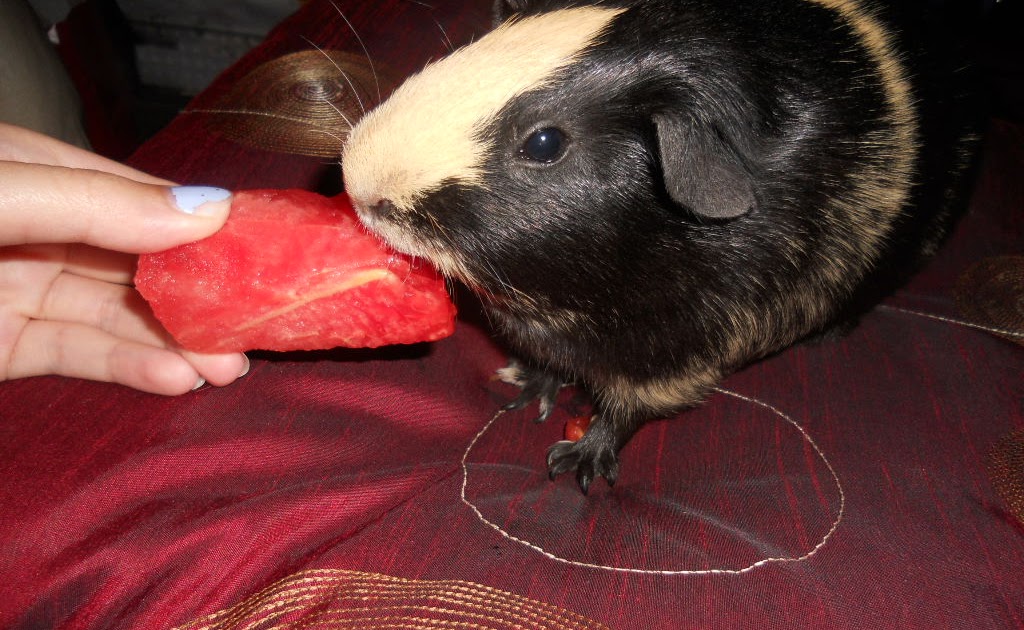 Cavy Savvy A Guinea Pig Blog The Right Temperature for Your Guinea Pig