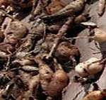 Double Dahlia Tubers Double Dahlia Tubers