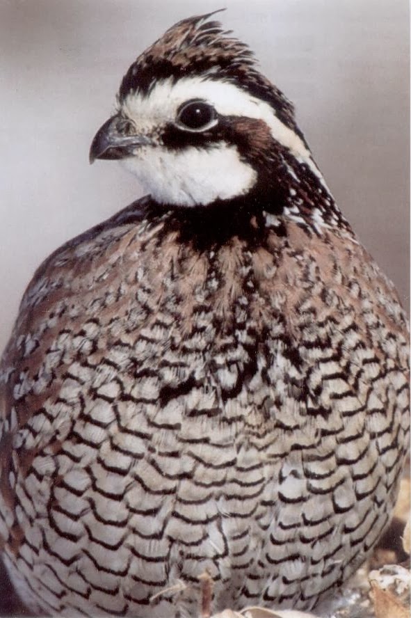 Ohio Wildlife Education Update: Winter Wildlife Adaptations