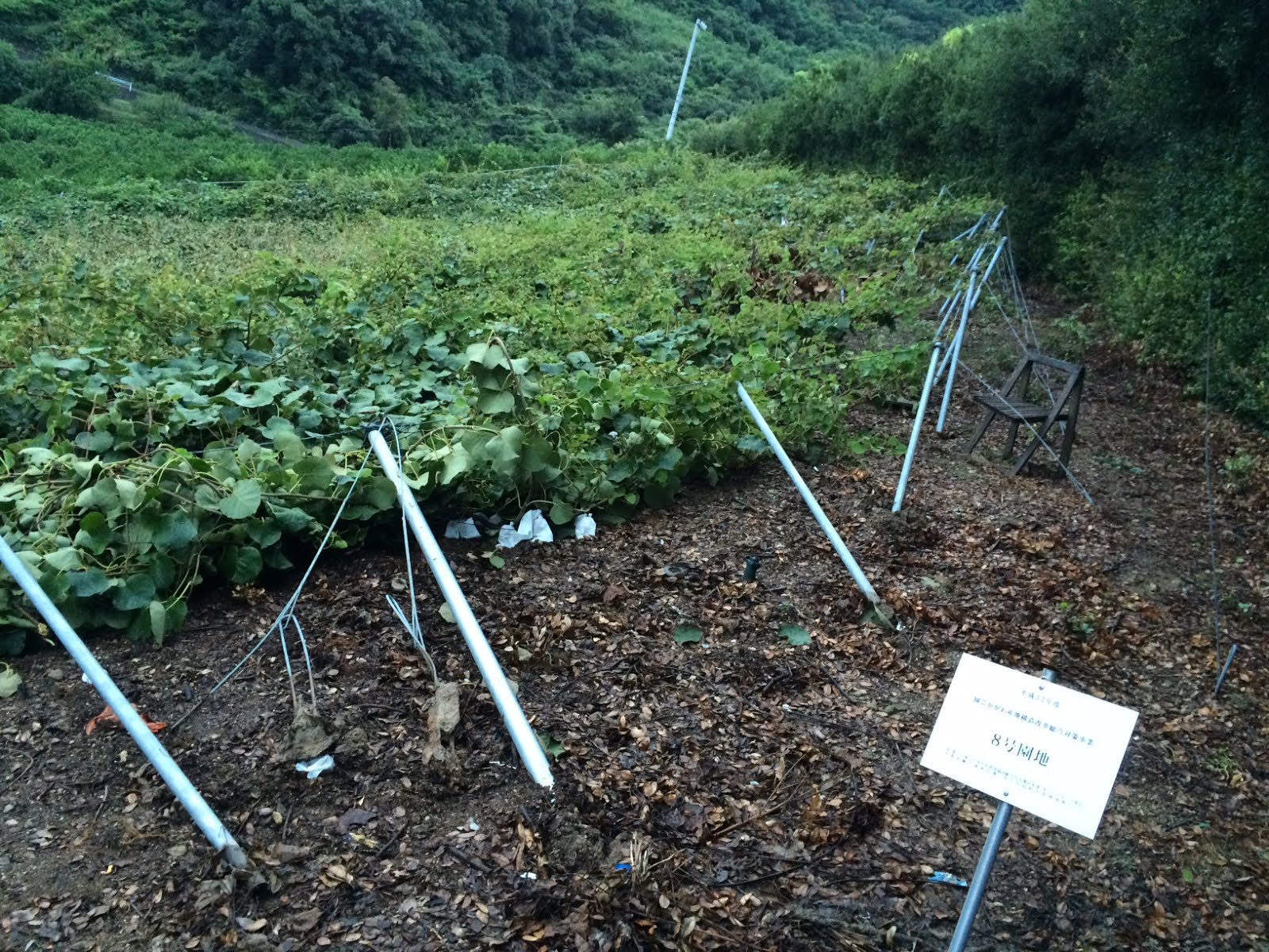 ぼくたちのスラムドストーリー キウイの棚 倒壊する