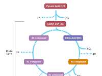 Citric Acid Cycle Diagram Citric Acid Cycle Diagram