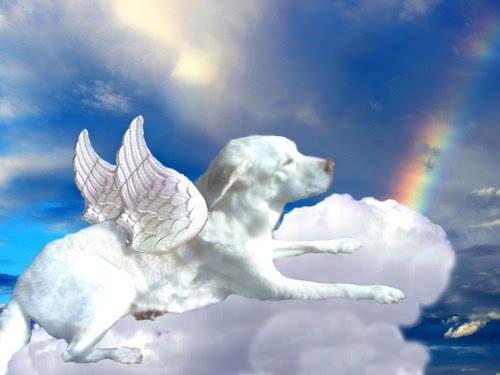 Baby In Heaven