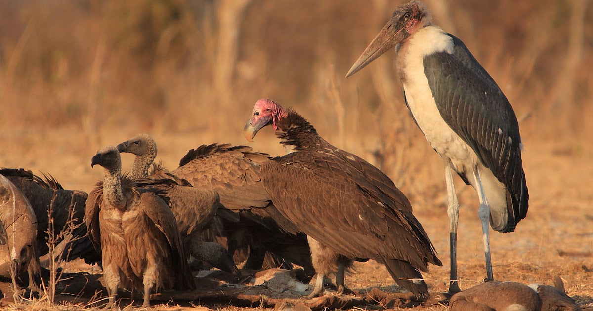 BirdLife Botswana Vultures curb spread of disease